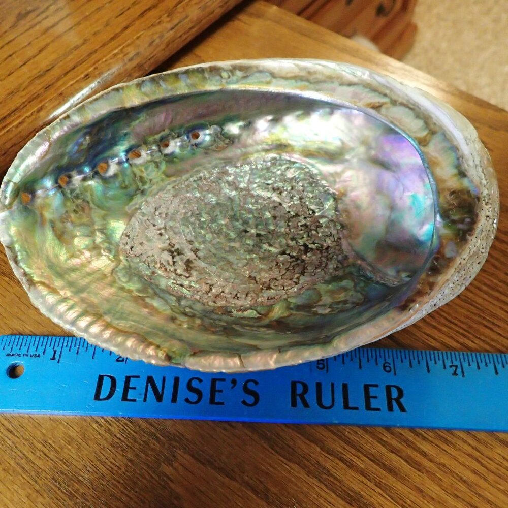 Polished Abalone Shell - Picture 2 of 6